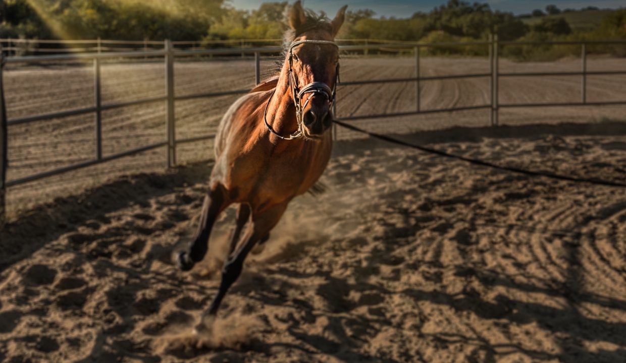 _R6_2169-Edit